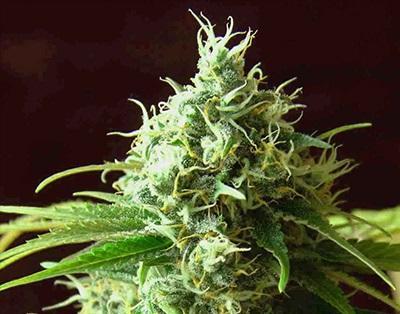 Cheese Kush