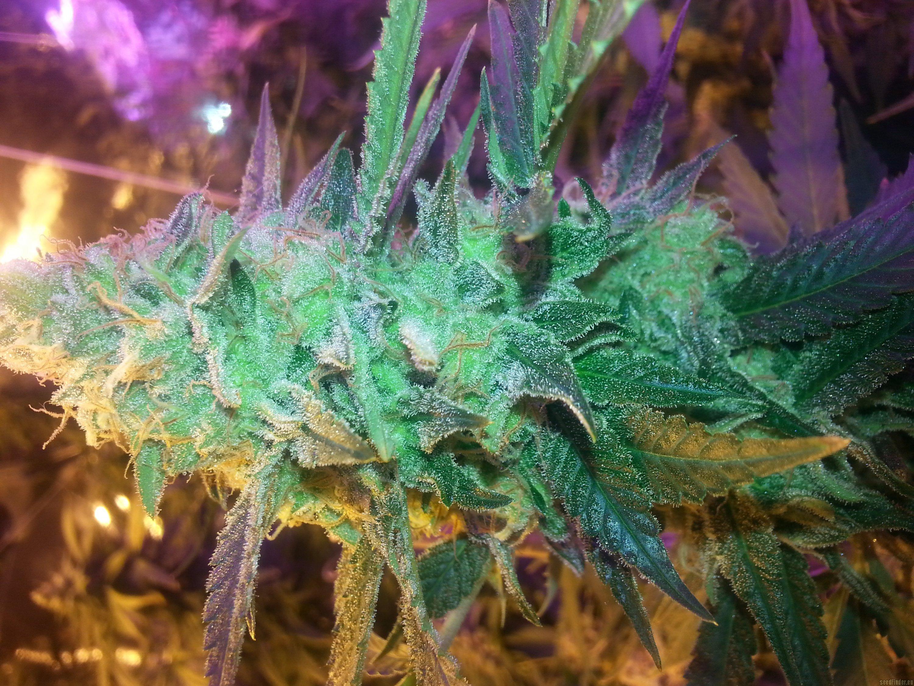 Cheesy Headband