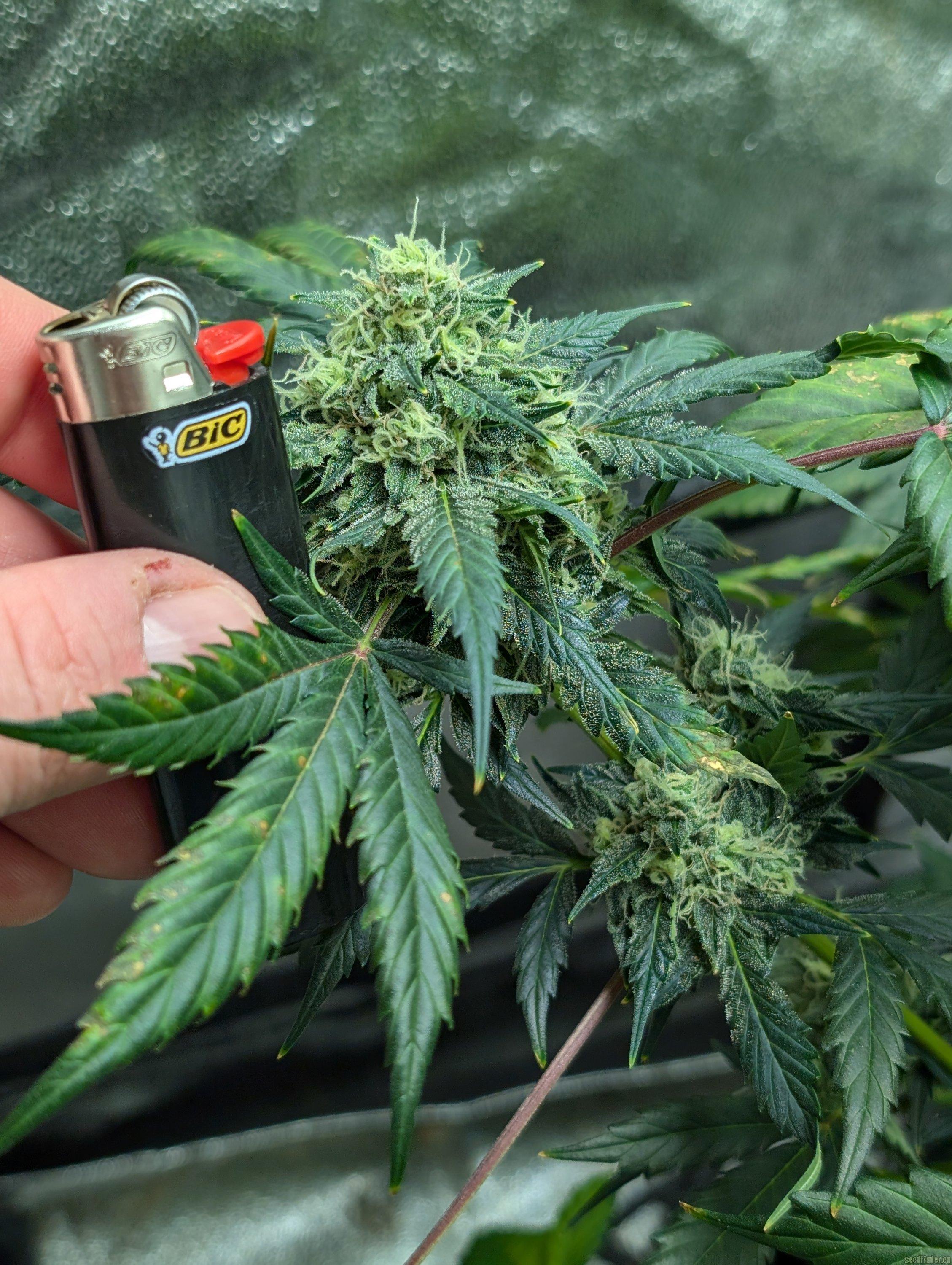 Chem-Bomb Auto