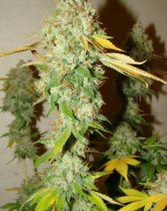 Chem OG