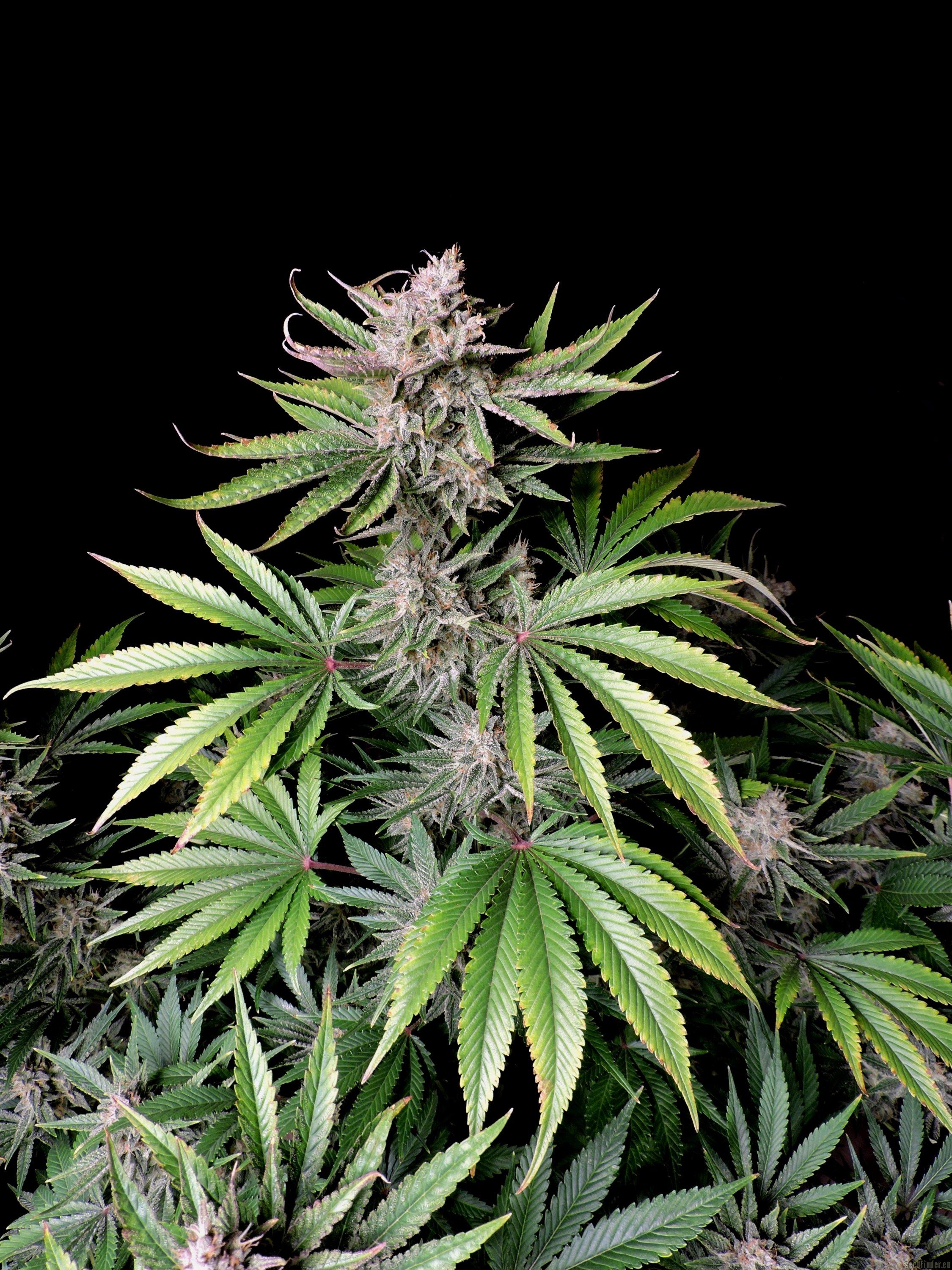 Cherry Cola Auto