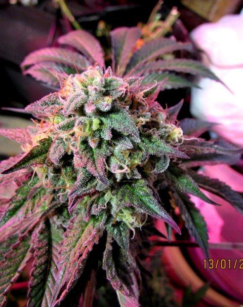 Cherry Pie