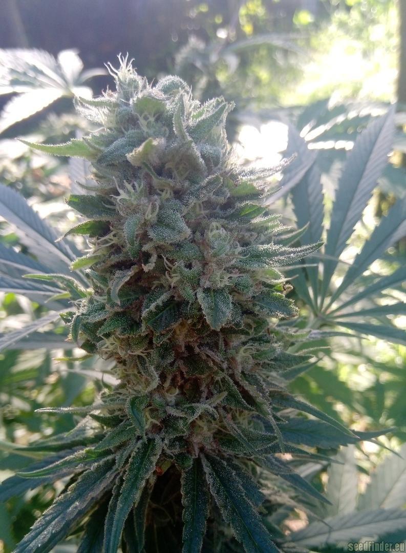 Cherry Pie Fast