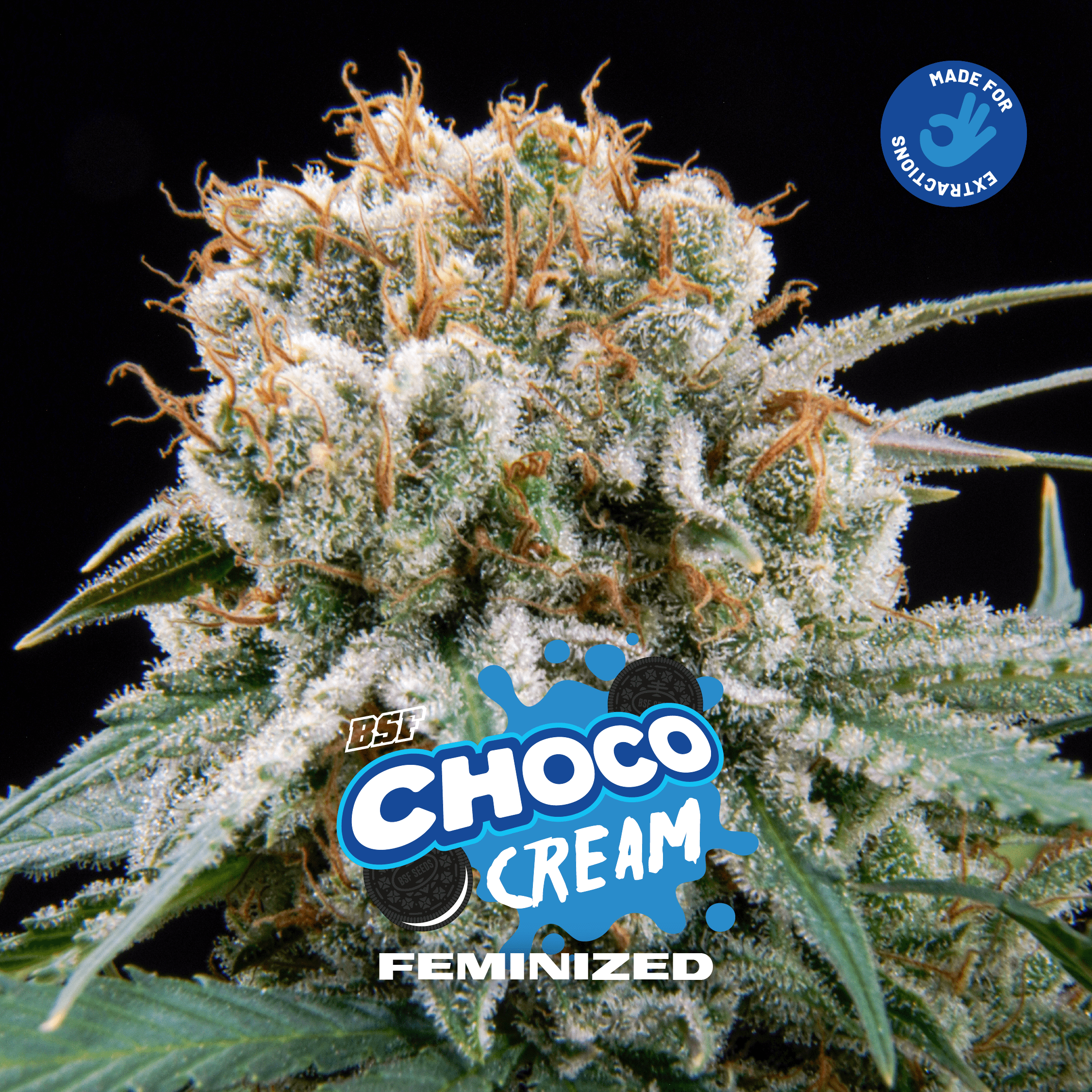 Choco Cream