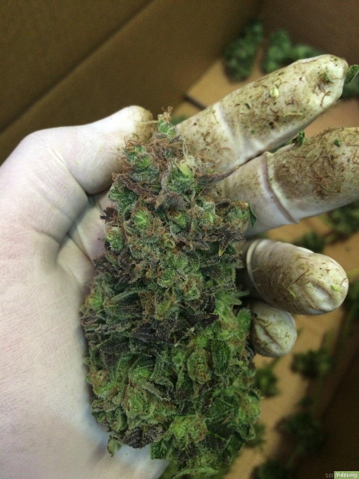 Chocolate Haze