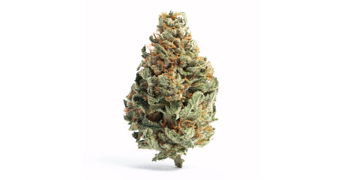 Chocolope