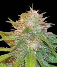 Chronic Haze