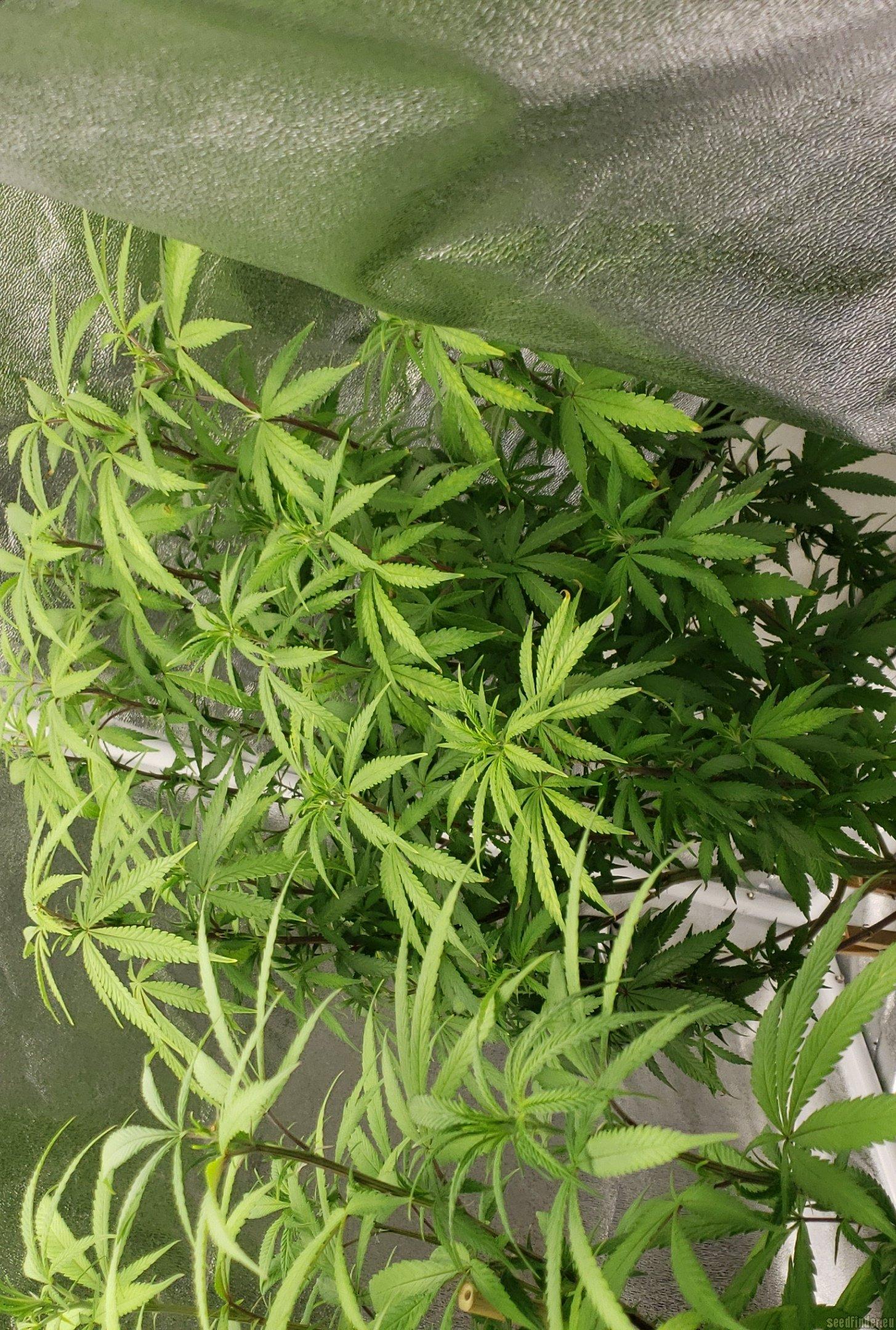 Chunky Skunk