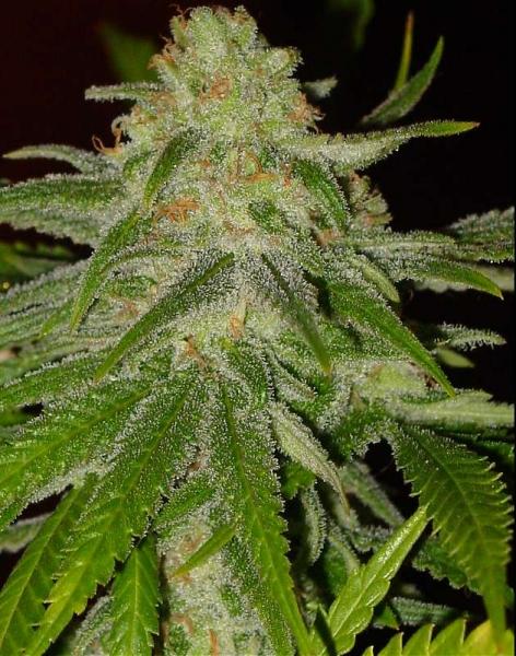 Cinderella 99 Auto
