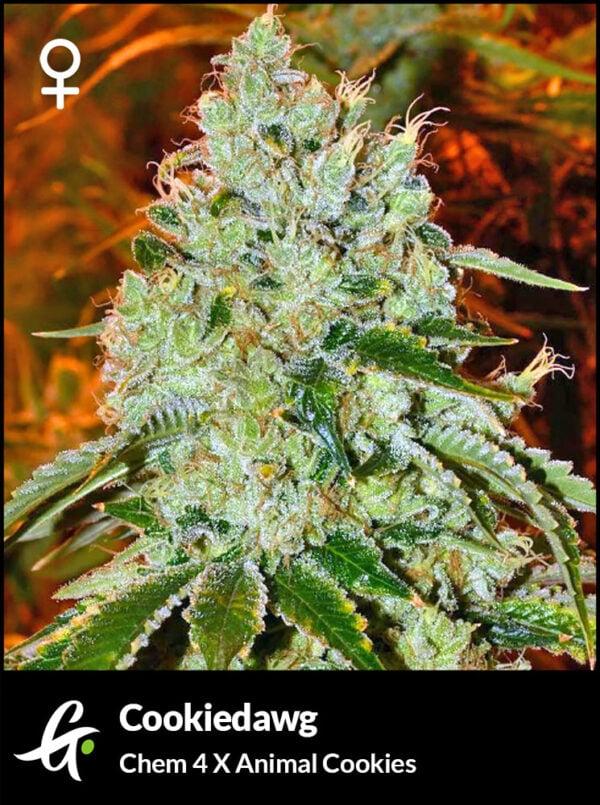 Cookie Dawg