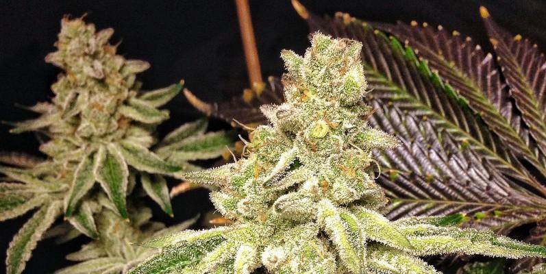 Cookies and Cream