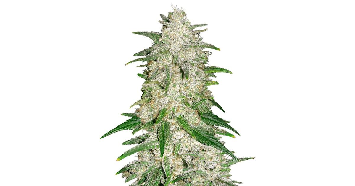 Cookies Gelato Auto
