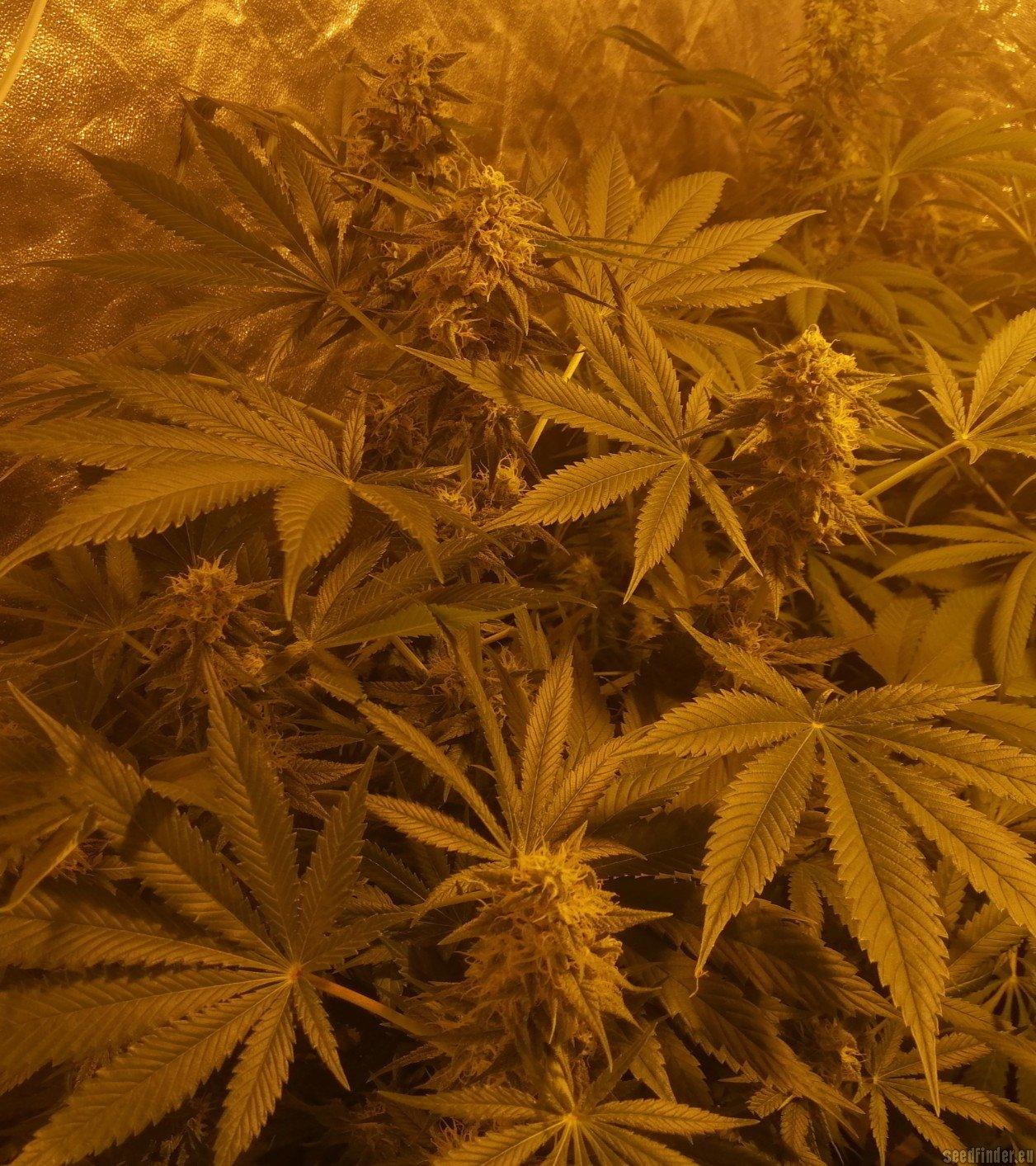 Cookies Gelato Auto