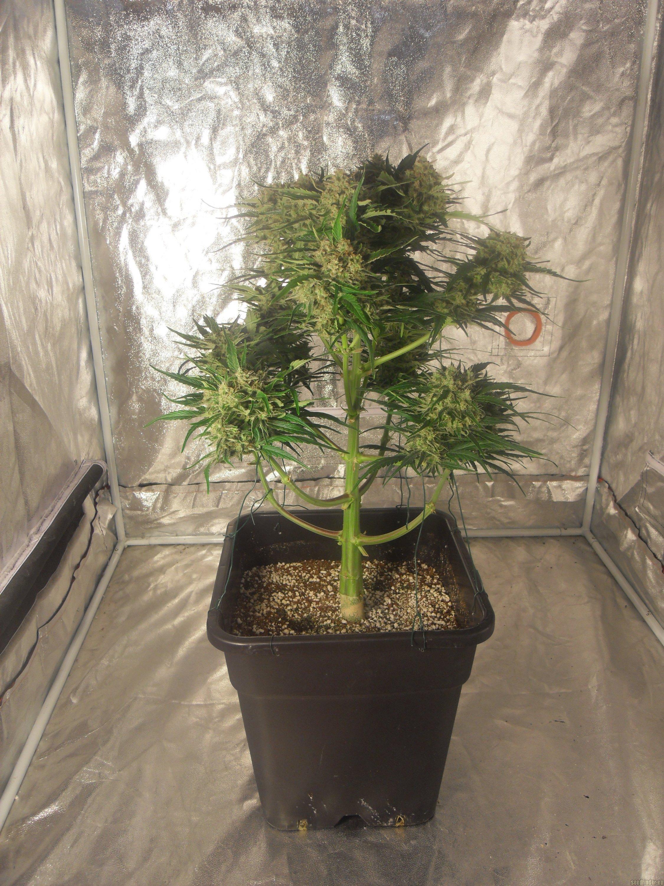 Cream Caramel Auto
