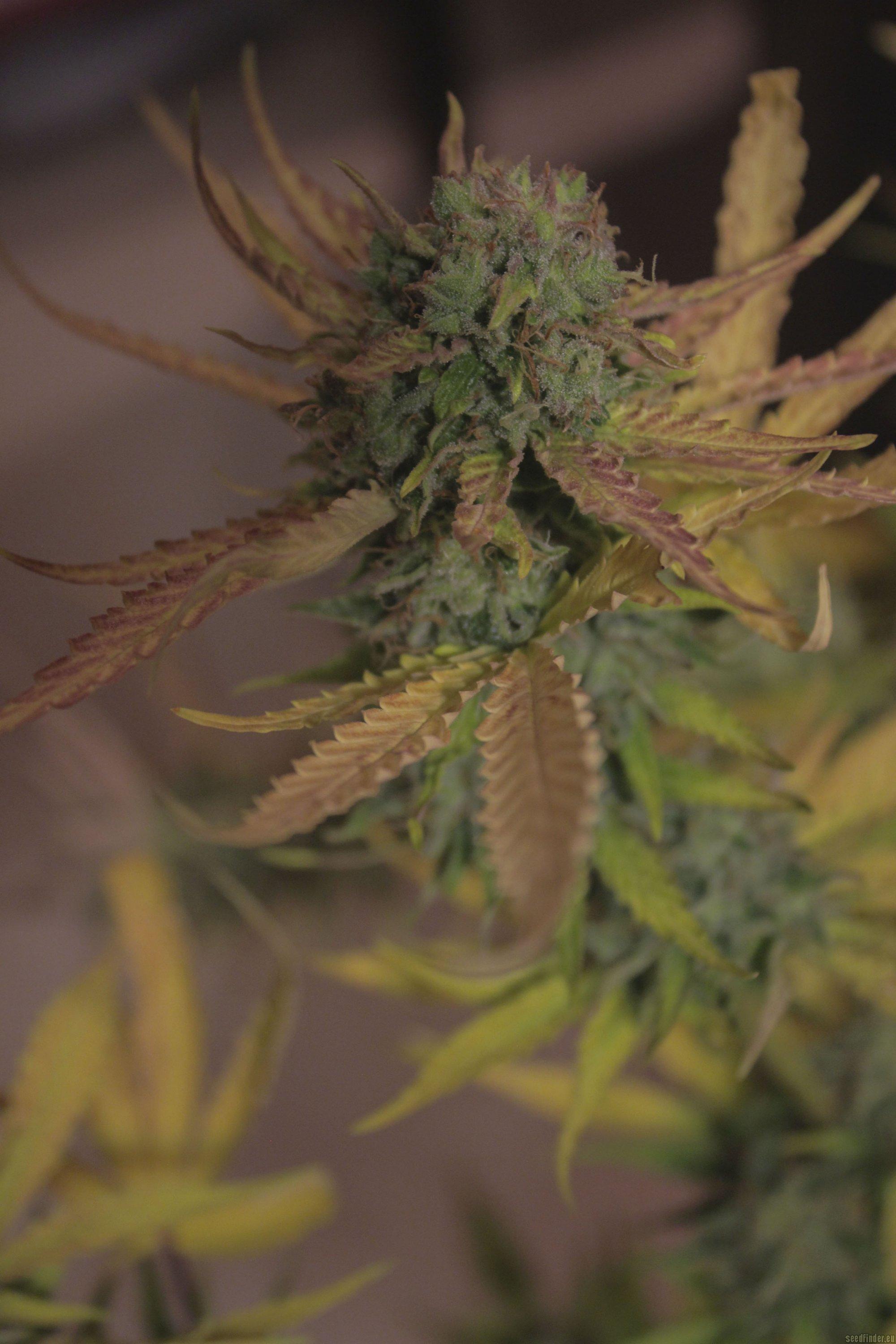 Cream Mandarine XL Auto