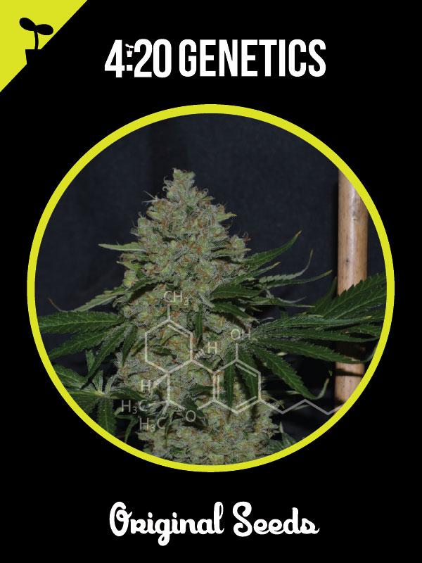 Critical +