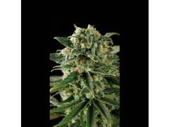 Critical Automatic