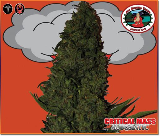 Critical Mass Automatic