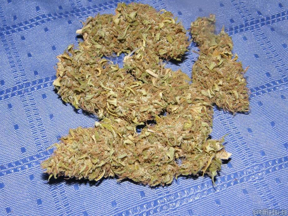 Crystal METH