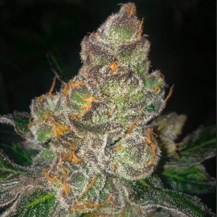 Dank N Later