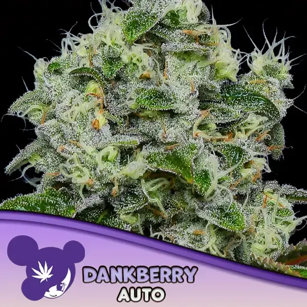 Dankberry Auto