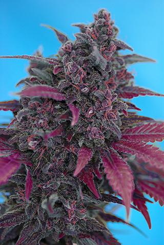 Dark Devil Auto