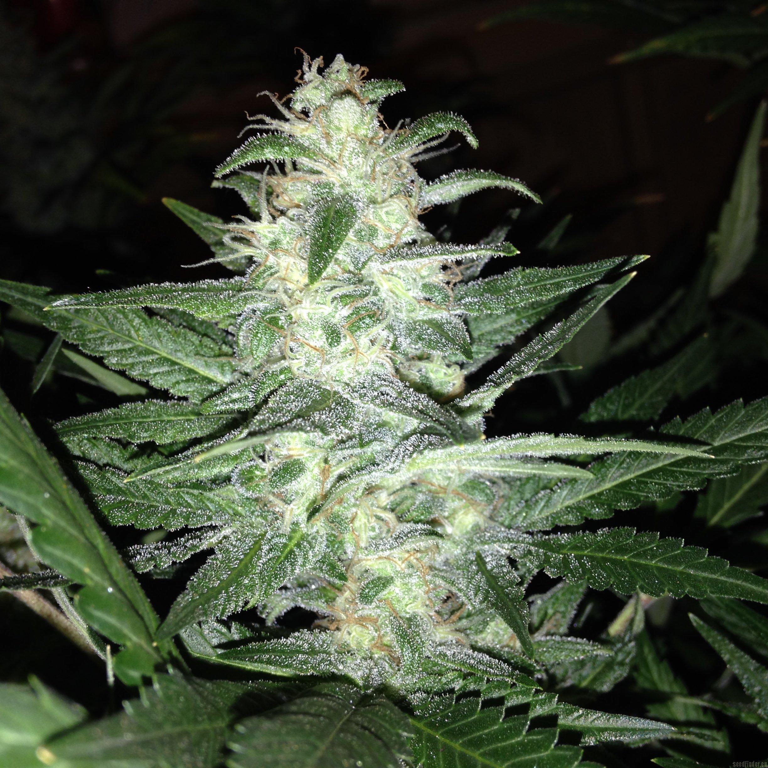 Delicious Candy Auto