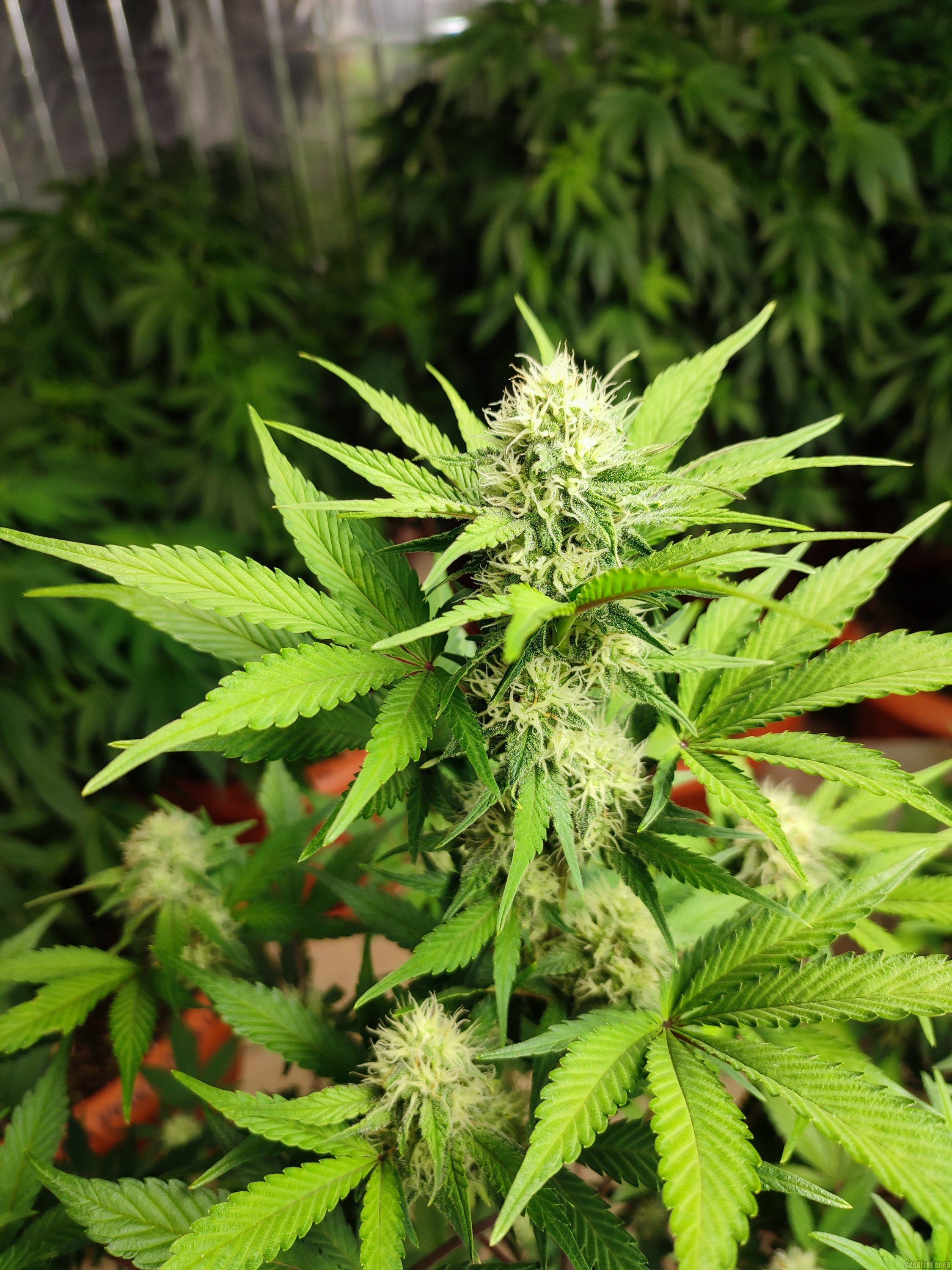 Delicious Cookies Auto