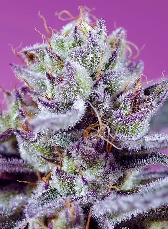 Diablos Delight XL Auto