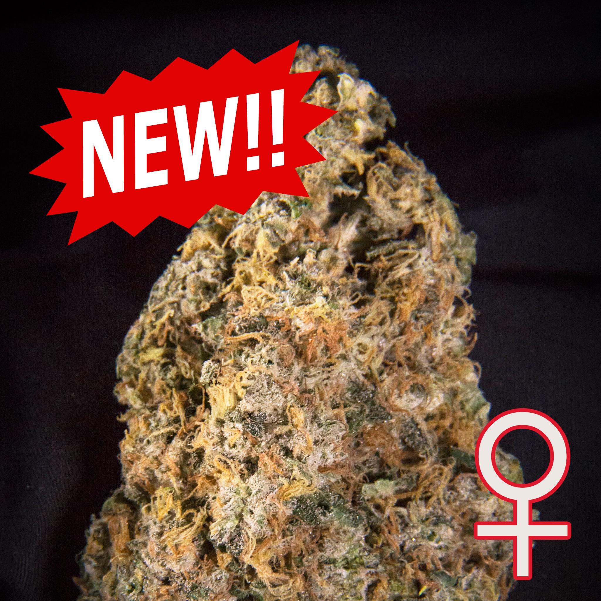 Diamond Queen Kush Auto