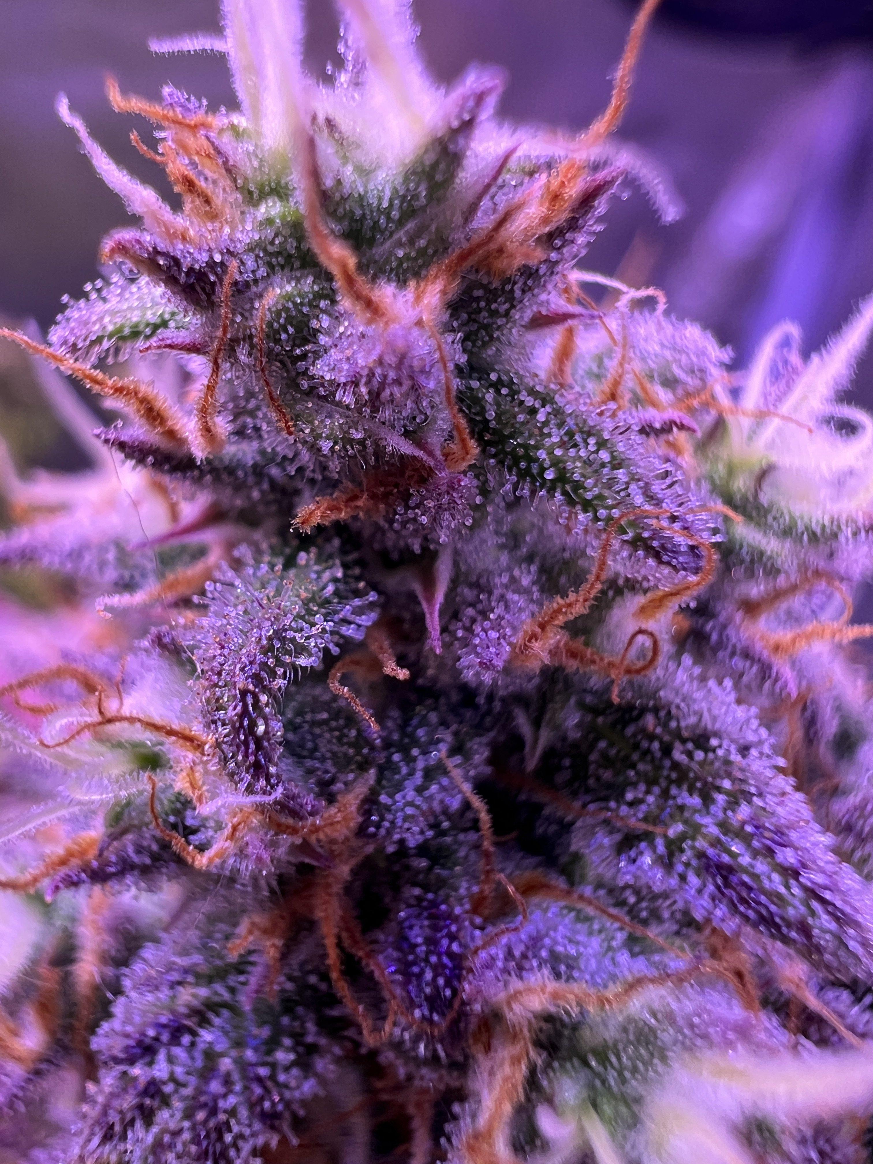 Diesel Auto