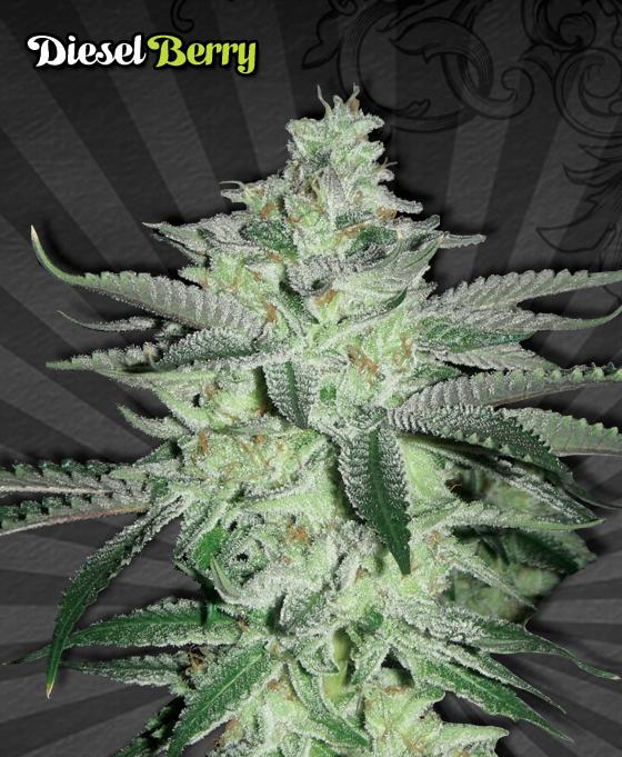 Diesel Berry