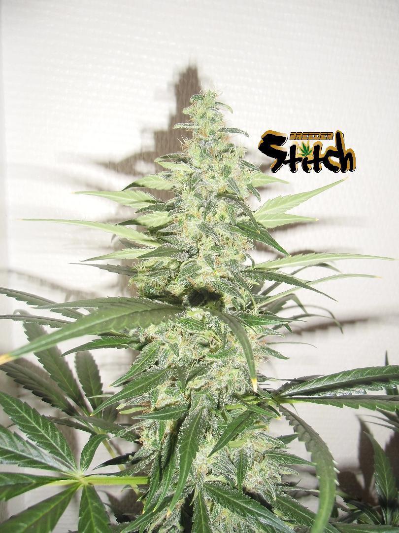 Diesel Haze