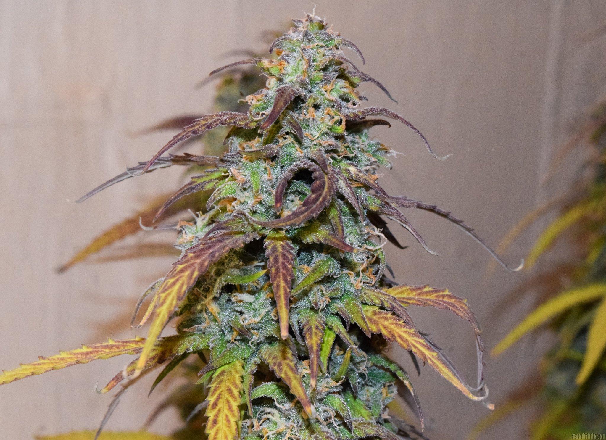 Dreamberry