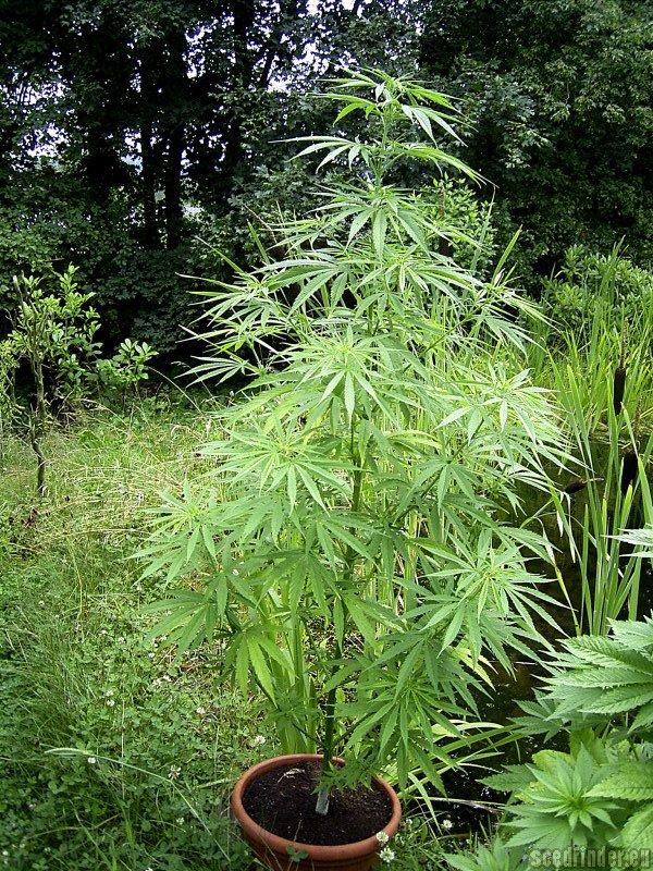 Durban Poison
