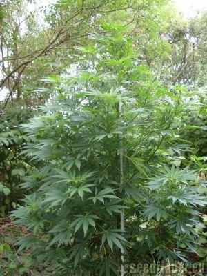 Early Skunk Auto