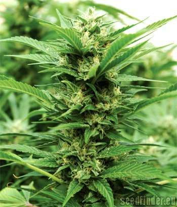 Emerald Jack
