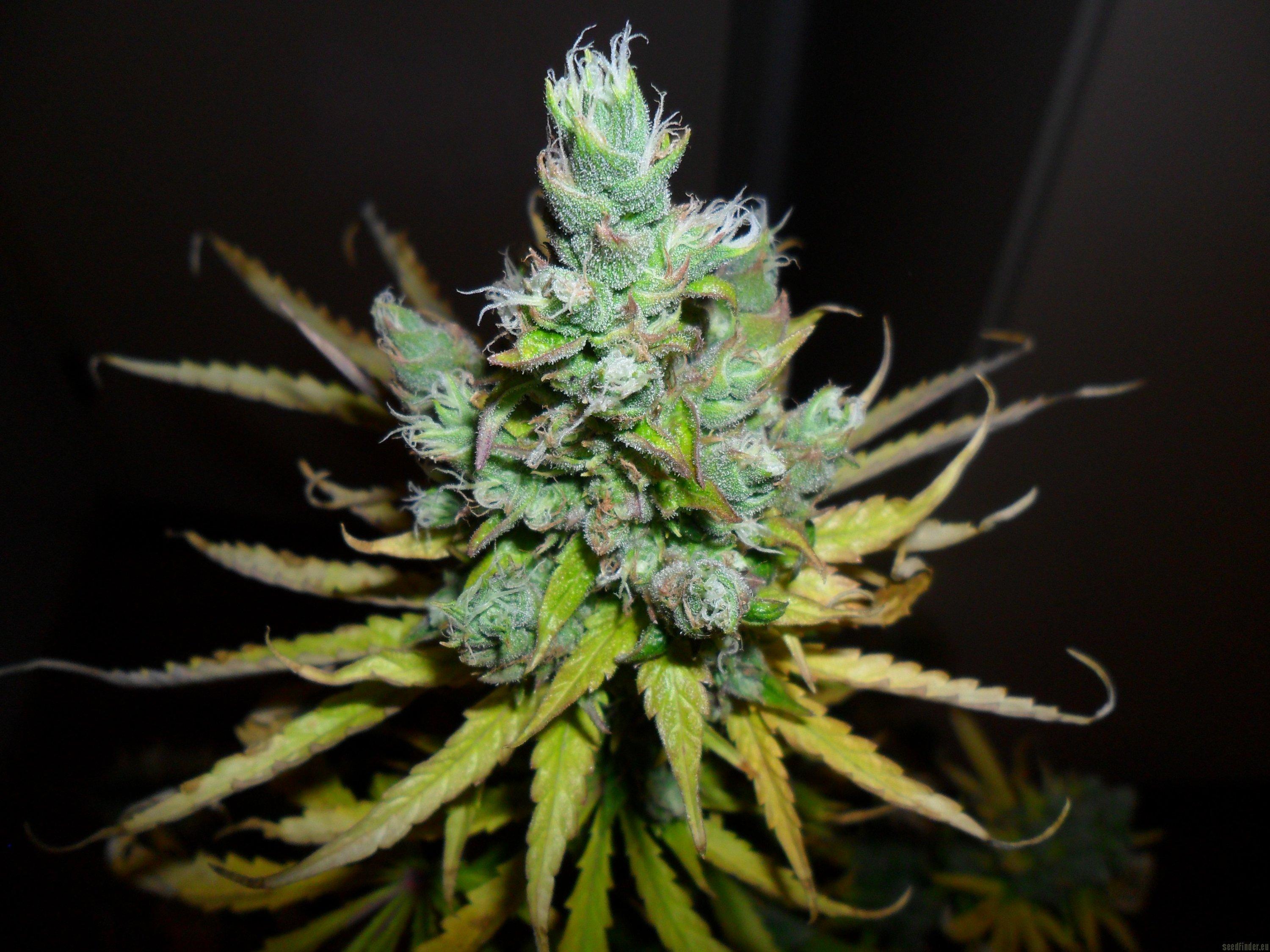 Exodus Cheese