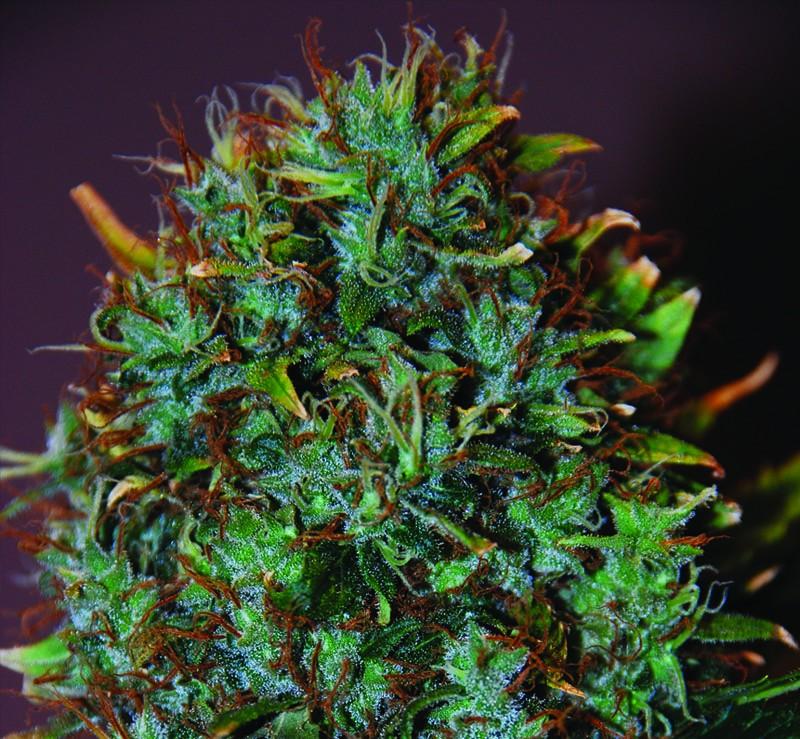 Expert Haze