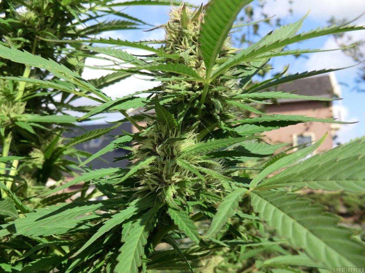 Fast Bud Outdoor