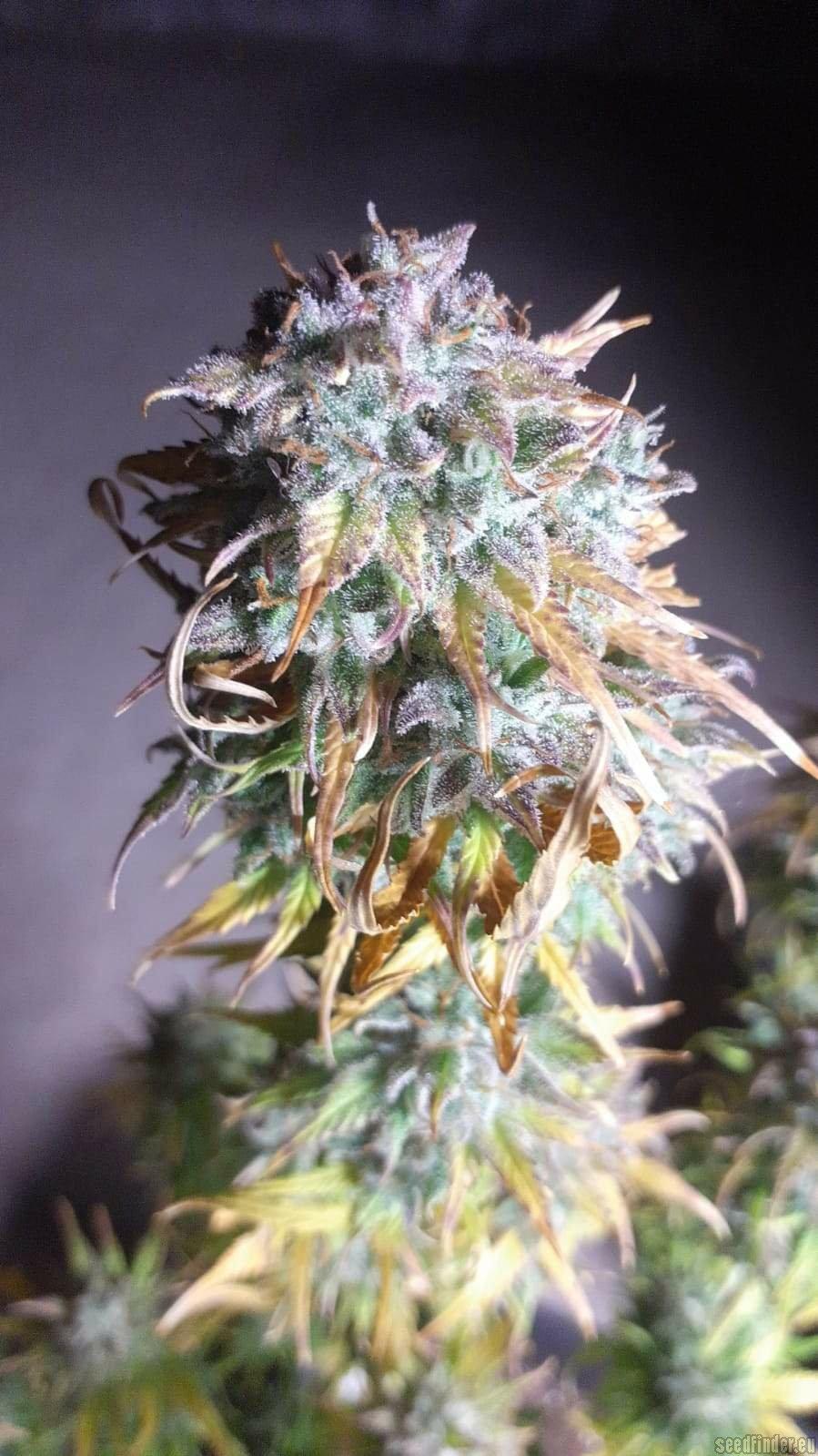 Fat Monkey Auto