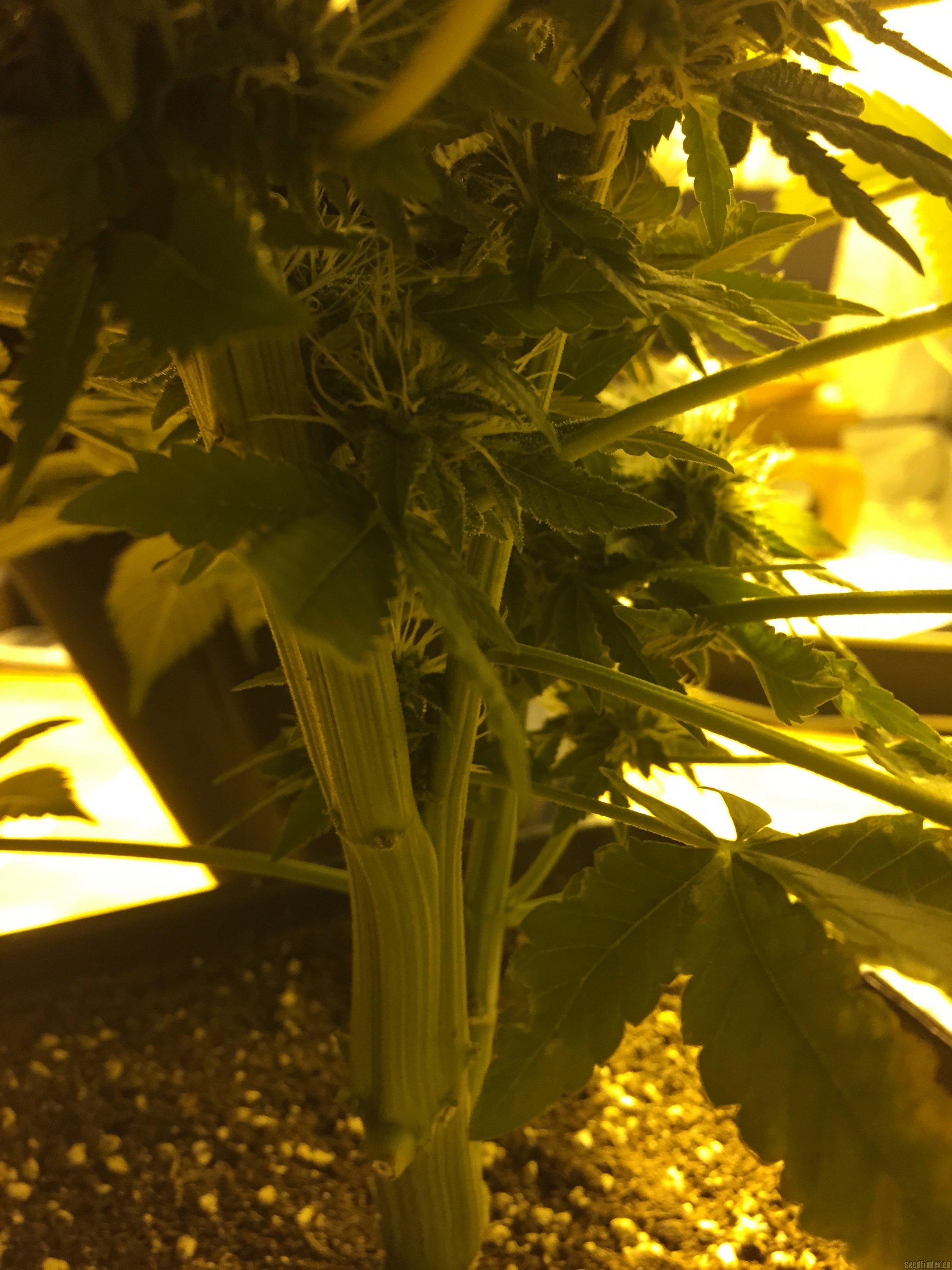 Flowerbomb Kush