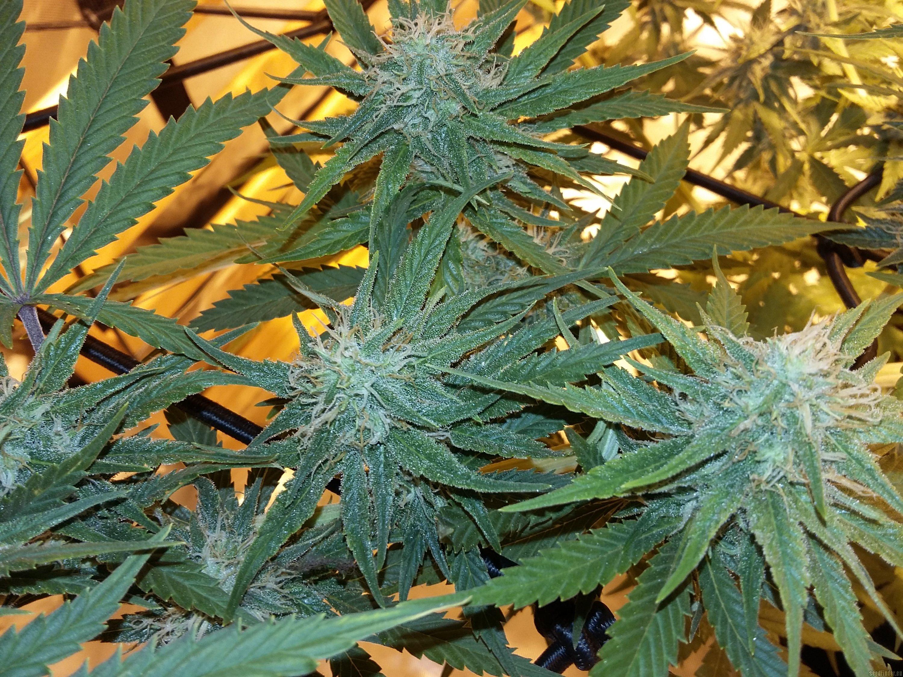 Franco's Lemon Cheese