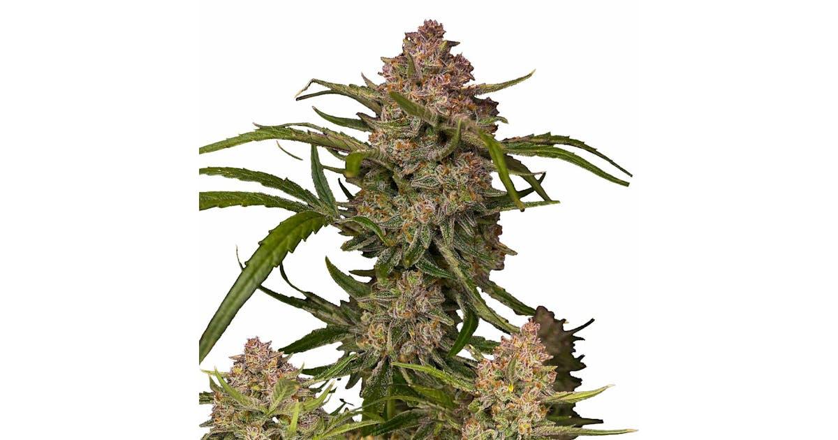Frosted Guava Auto