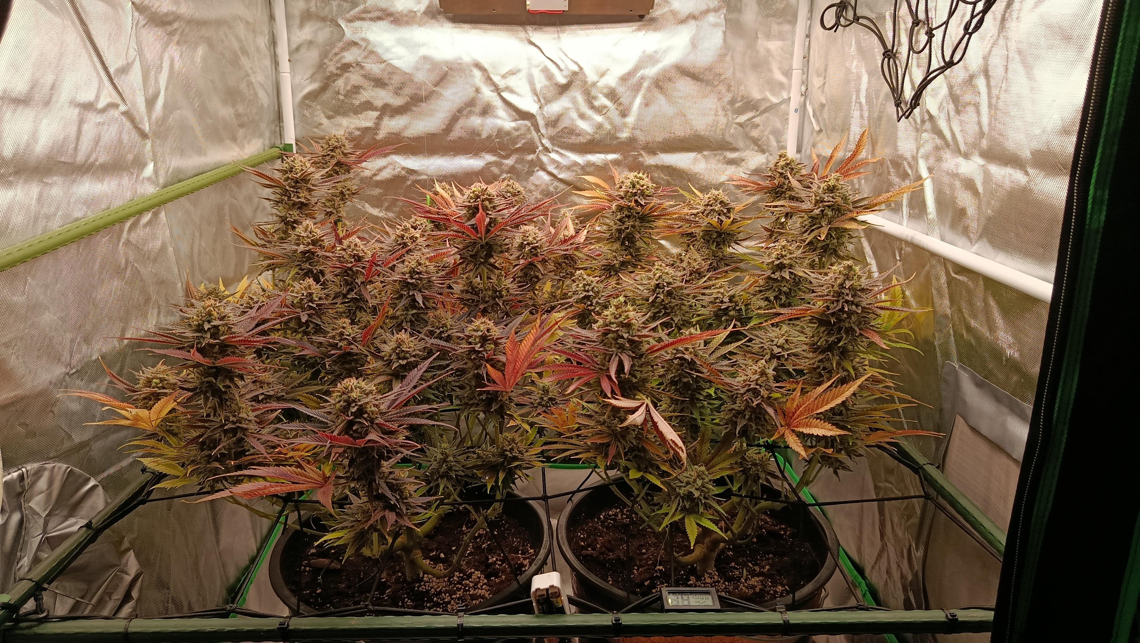 Frozen Black Cherry