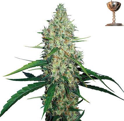 G13 Haze