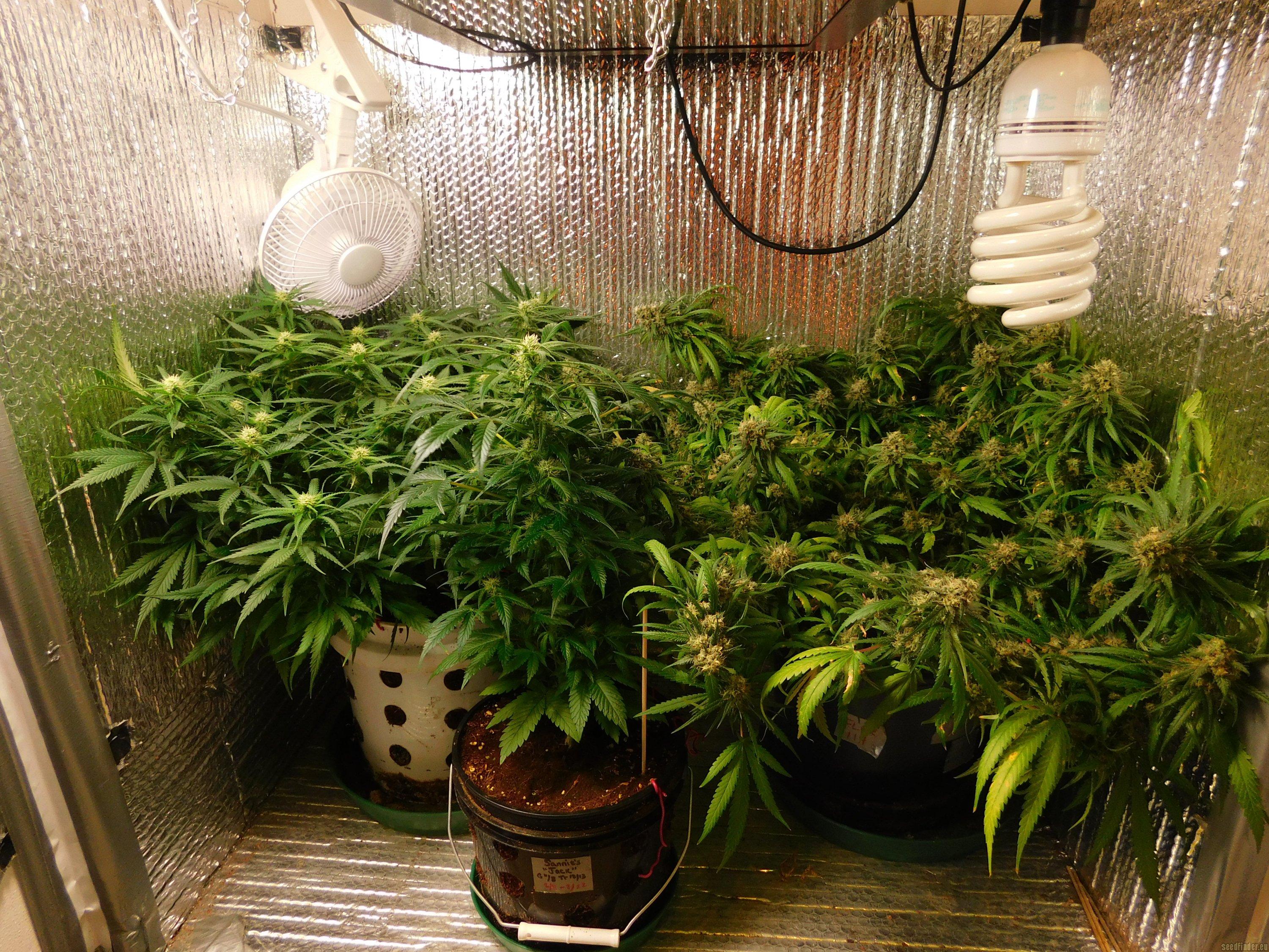 G13 x Blueberry Headband