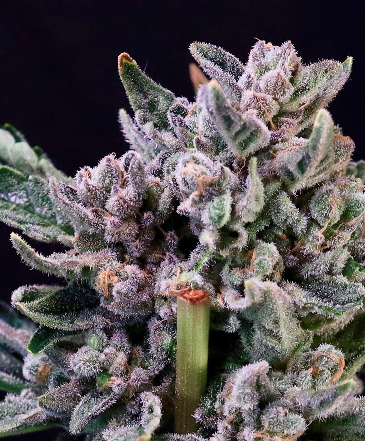 Gelato 41