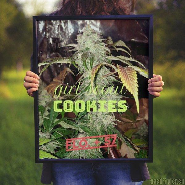 Girl Scout Cookies