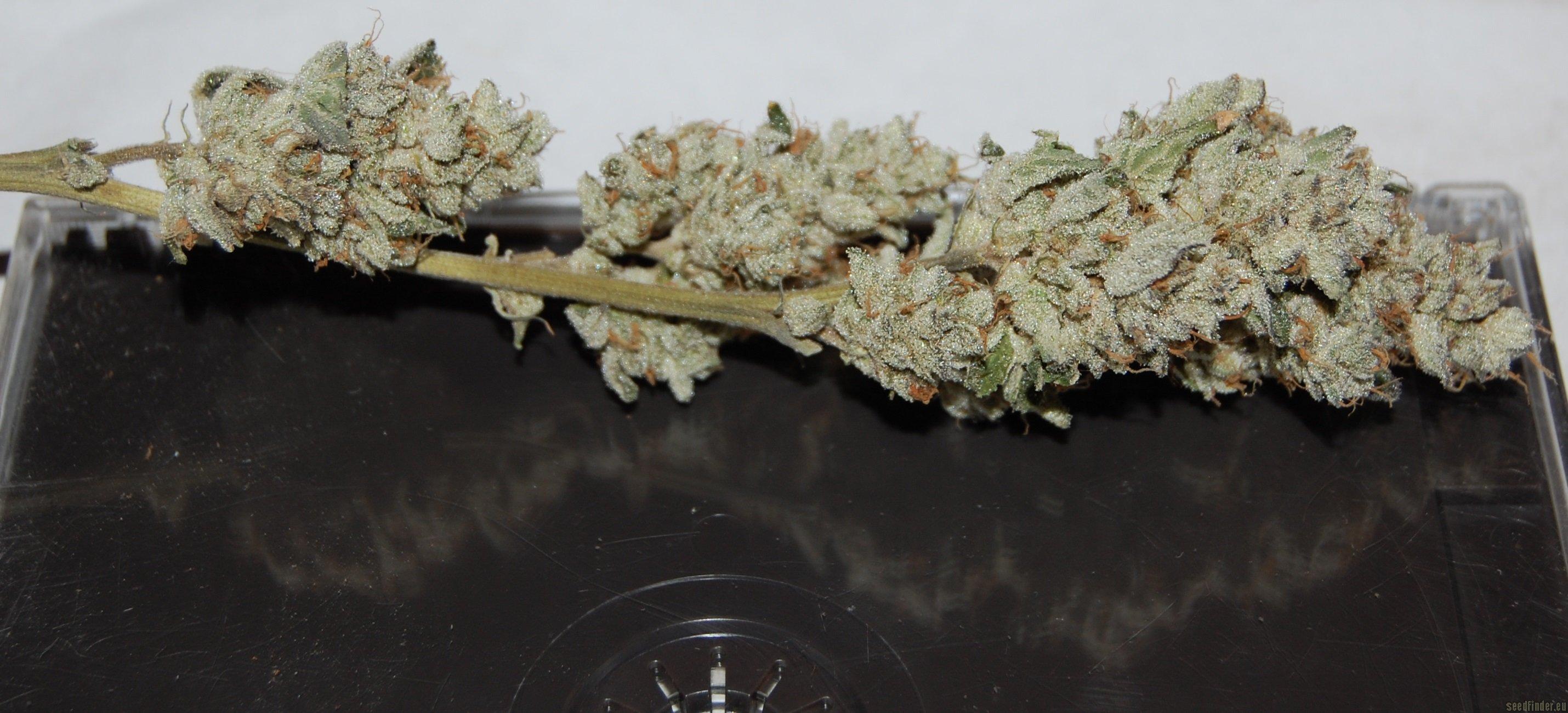Girls Scout Cookies